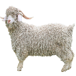 Angora Goat